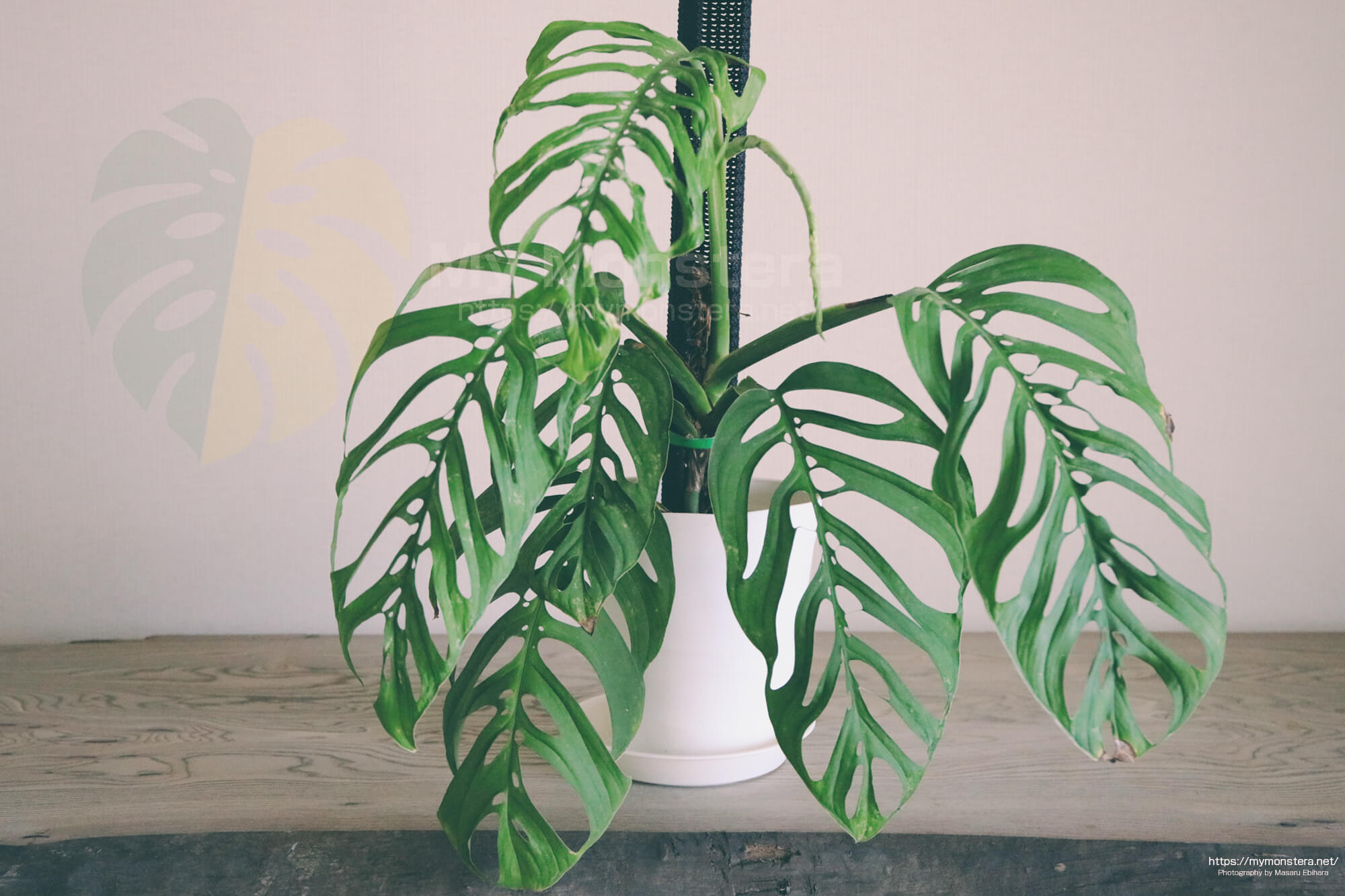 モンステラエスケレート( Monstera Esqueleto ) - 私のモンステラ