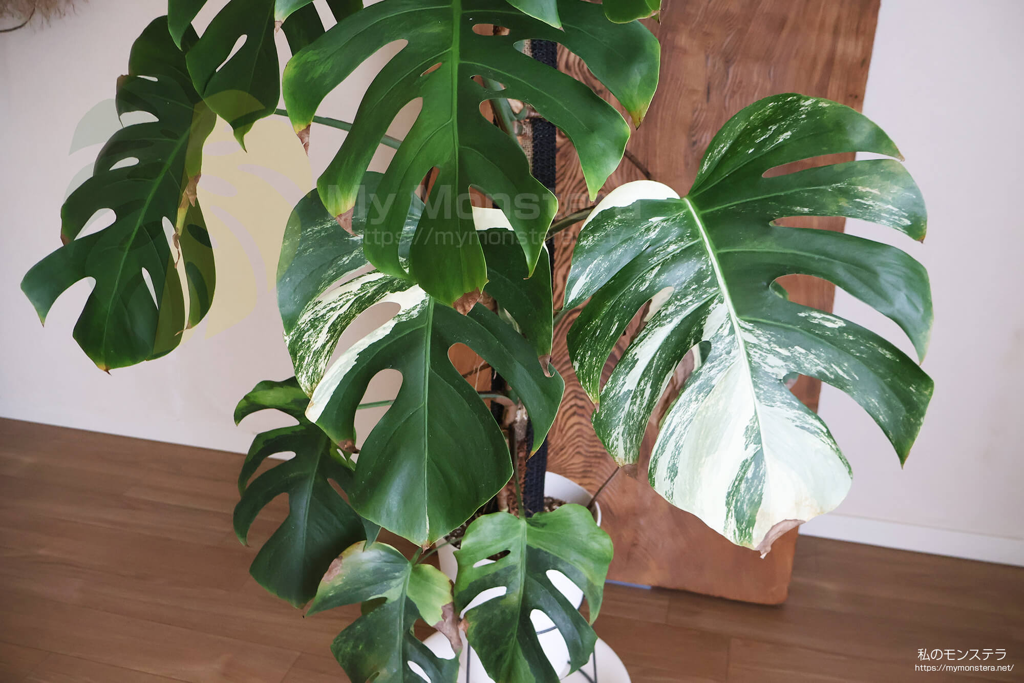 モンステラボルシギアナセブブルーミント( Monstera Borsigiana