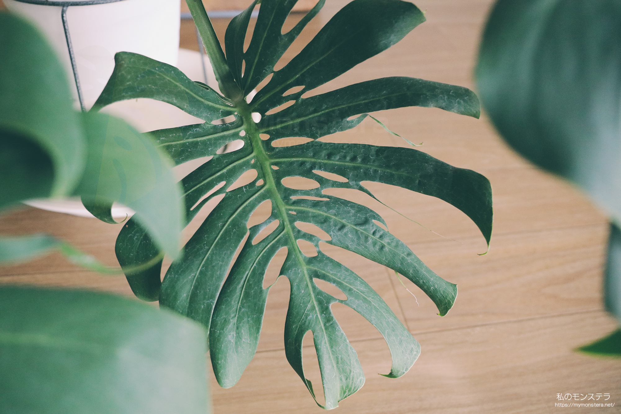 モンステラデリシオーサマクロコズム( Monstera Deliciosa Macrocosm