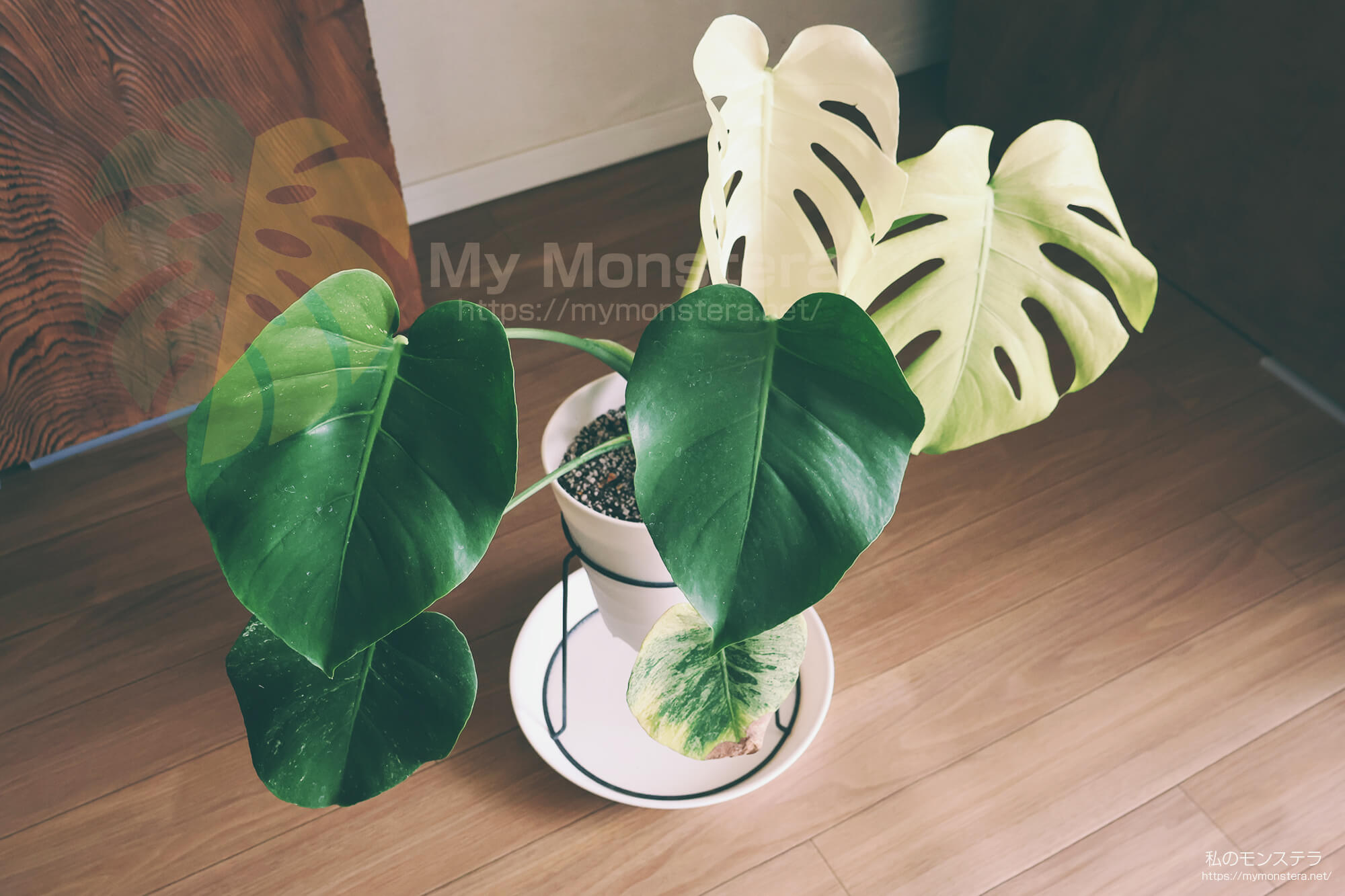 緑とフルムーンを繰り返す育てやすい天津ラン・ホワイトモンスター