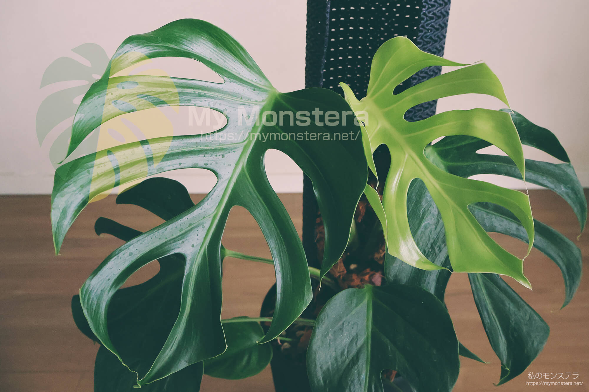 モンステラデリシオーサシエラナハワイ( Monstera Deliciosa Sierrana