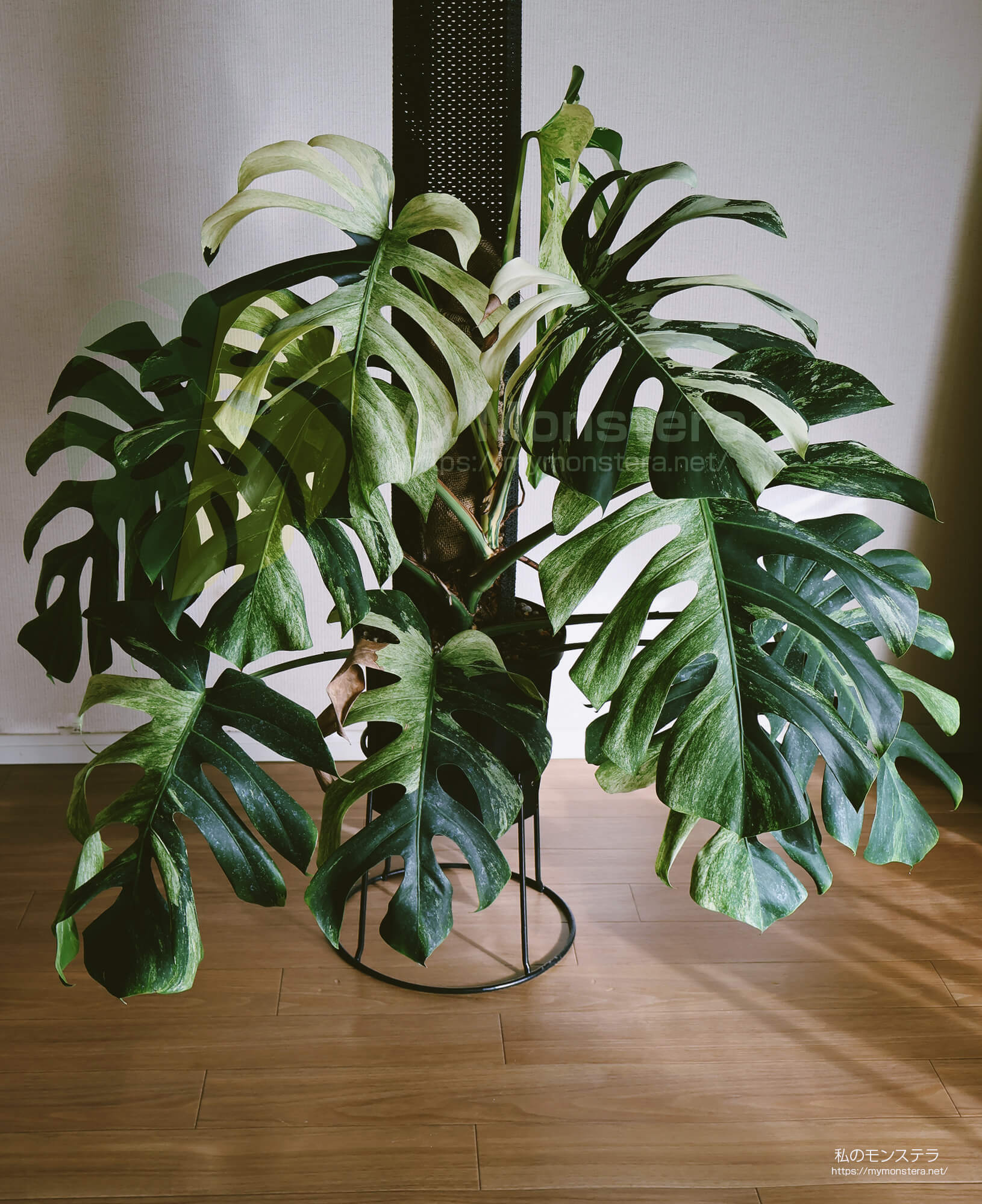 モンステラデリシオーサ ボルシギアナ ミント( Monstera deliciosa var