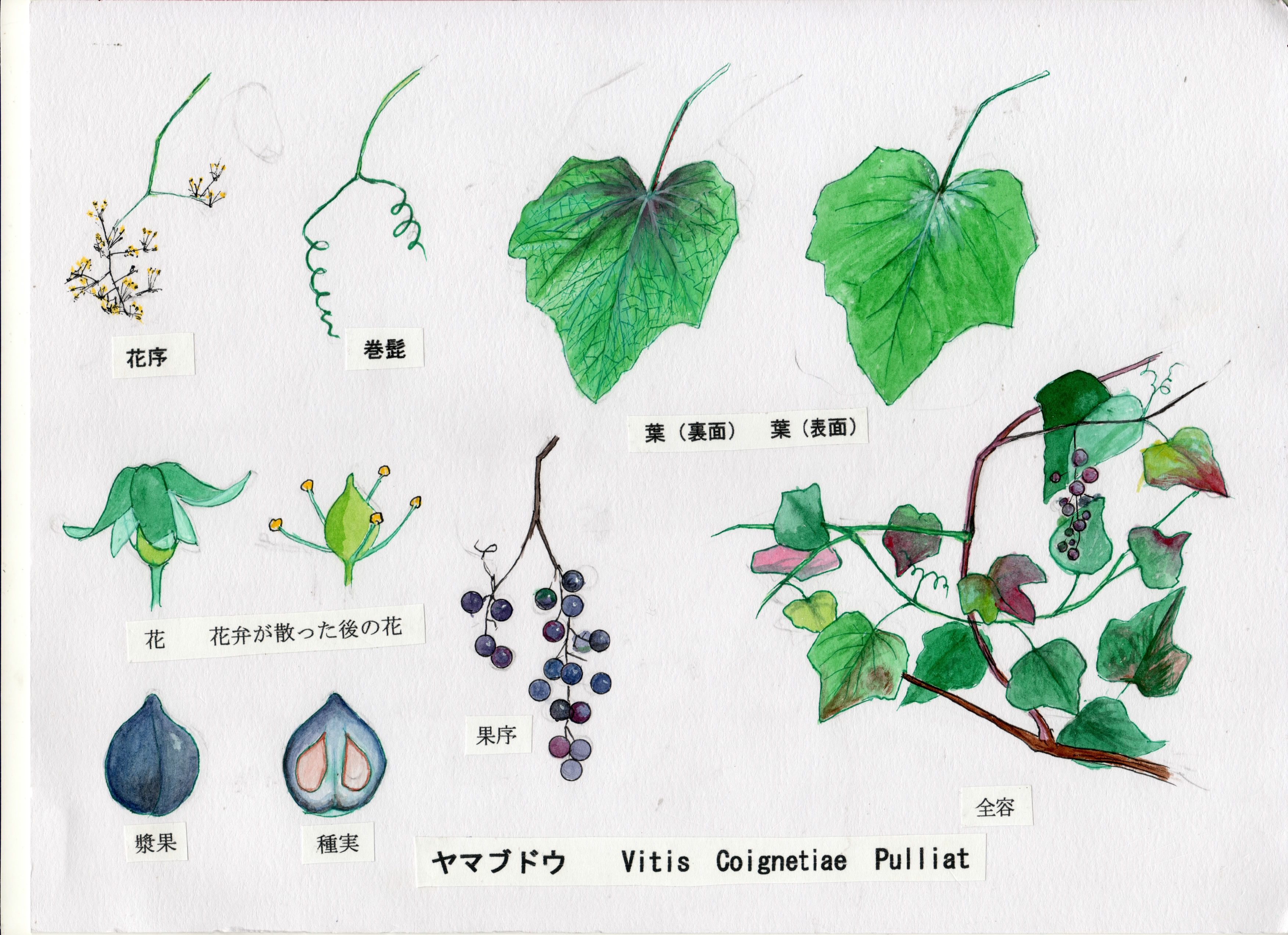 Ac-04. やまつづら | 万葉の植物 解説