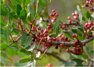 サブナEX ダブルローズ – 【公式】ミューフル ( myufull ) 化粧品