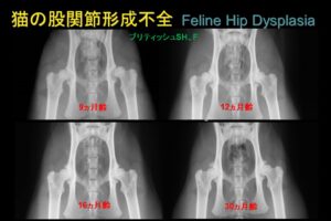 名古屋 | 名古屋動物医療センター » 猫の整形外科疾患（獣医師向け）