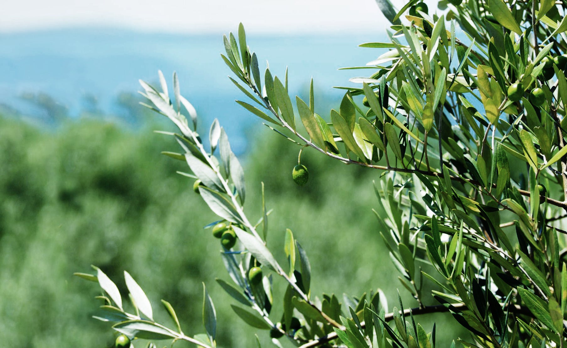 OLIVE PRODUCTS – namiliva