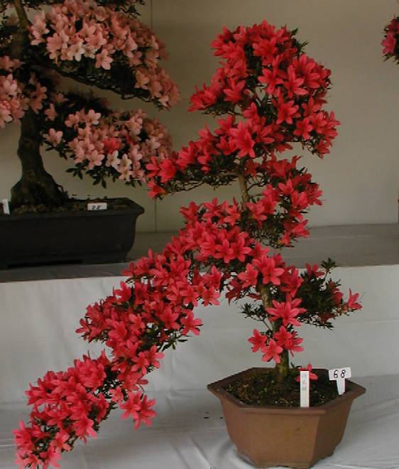 なおの趣味の園芸 さつき 緋光琳