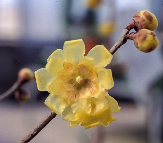 ロウバイ（蝋梅）：満月ロウバイ【開花予定株】 | nae-ya｜herbal tree