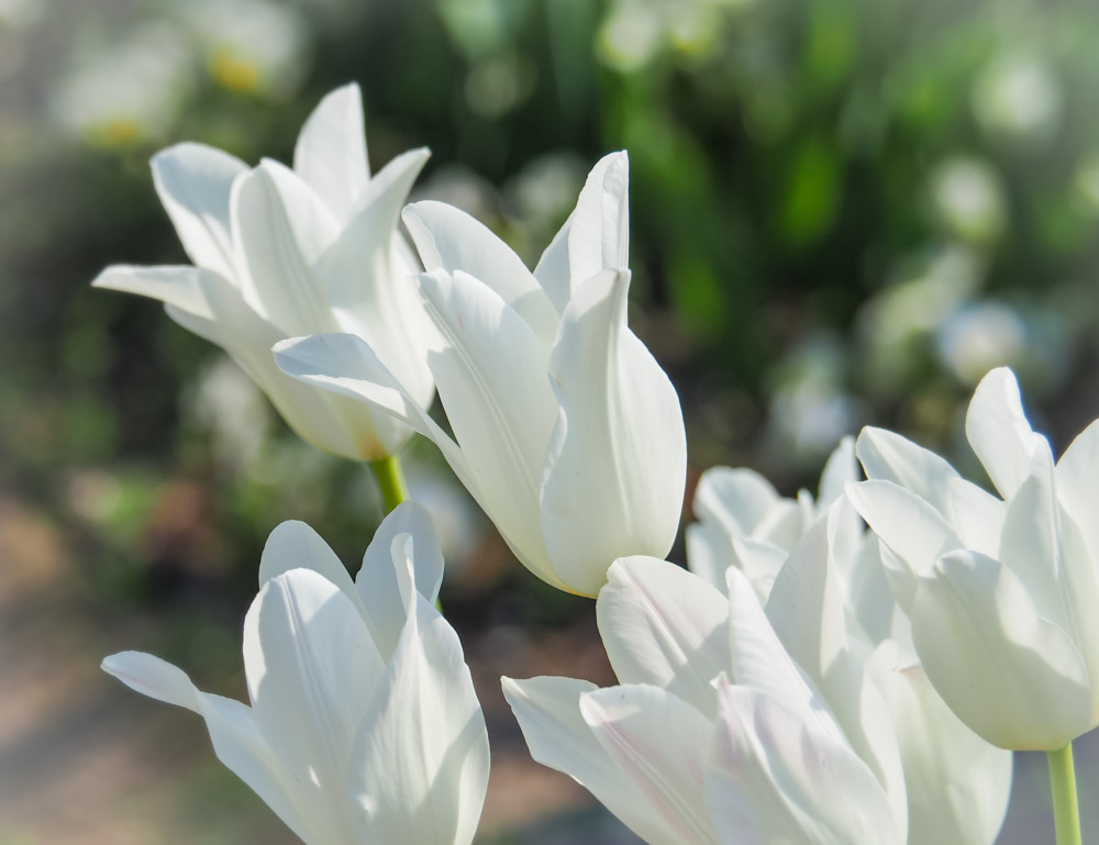 チューリップ ユリ咲き：ホワイトスワン（白）・新潟7号【球根】 50球