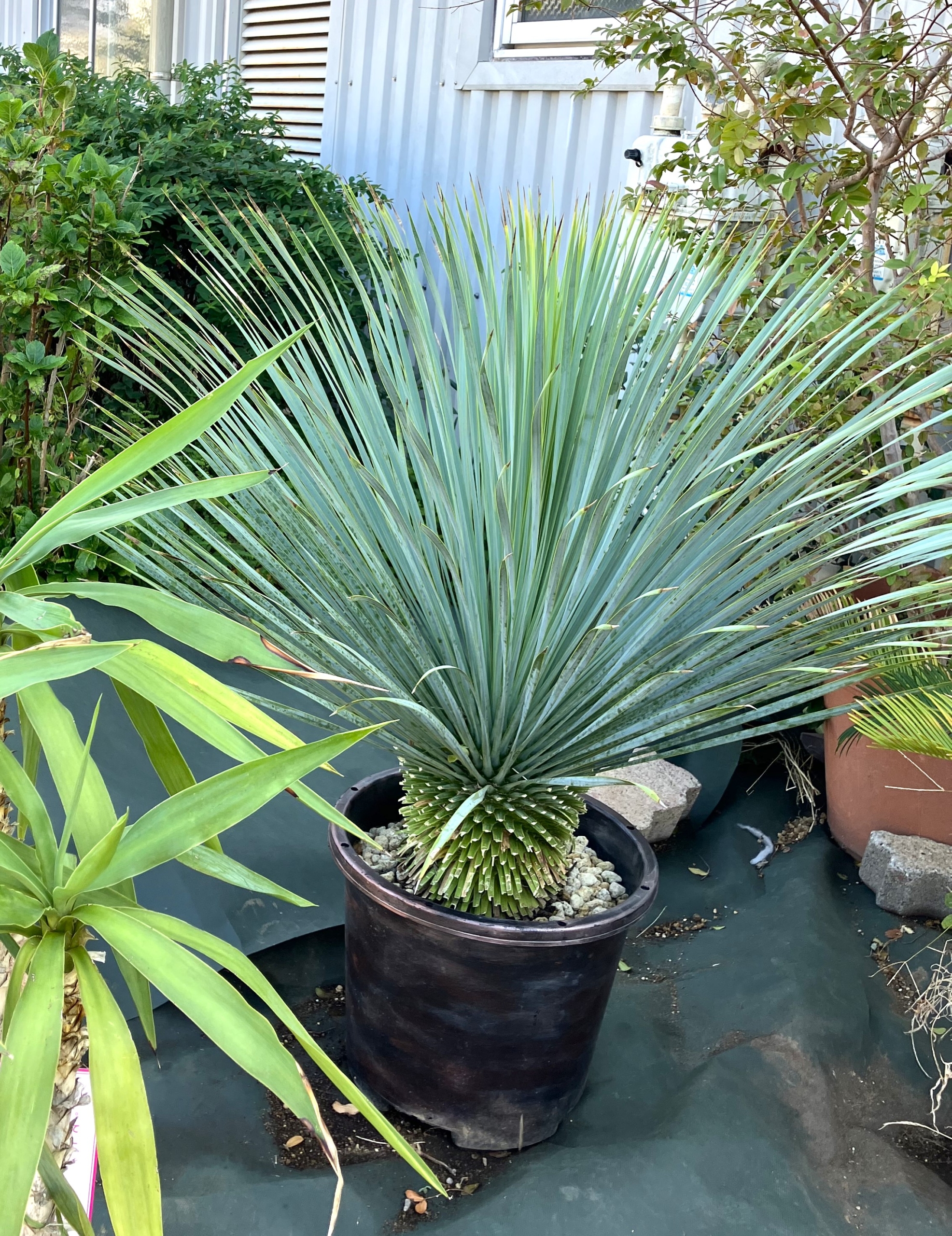 11/27 ユッカ・ロストラータさん | 藤沢市長久保公園 都市緑化植物園