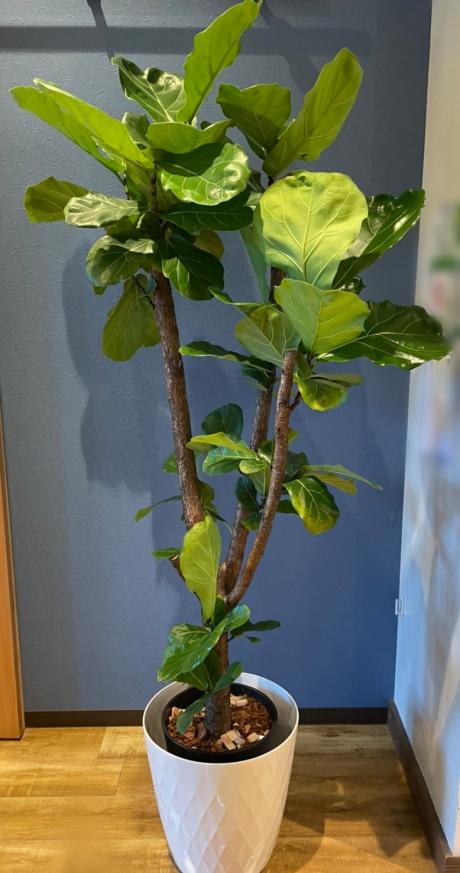 観葉植物【カシワバゴムノキ 鉢カバー付き お花 観葉植物通販 フラワー