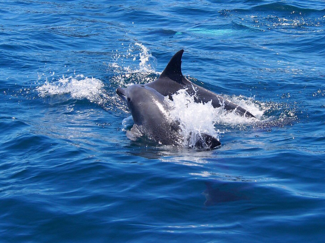 南島原イルカウォッチング | 長崎ツアーズ