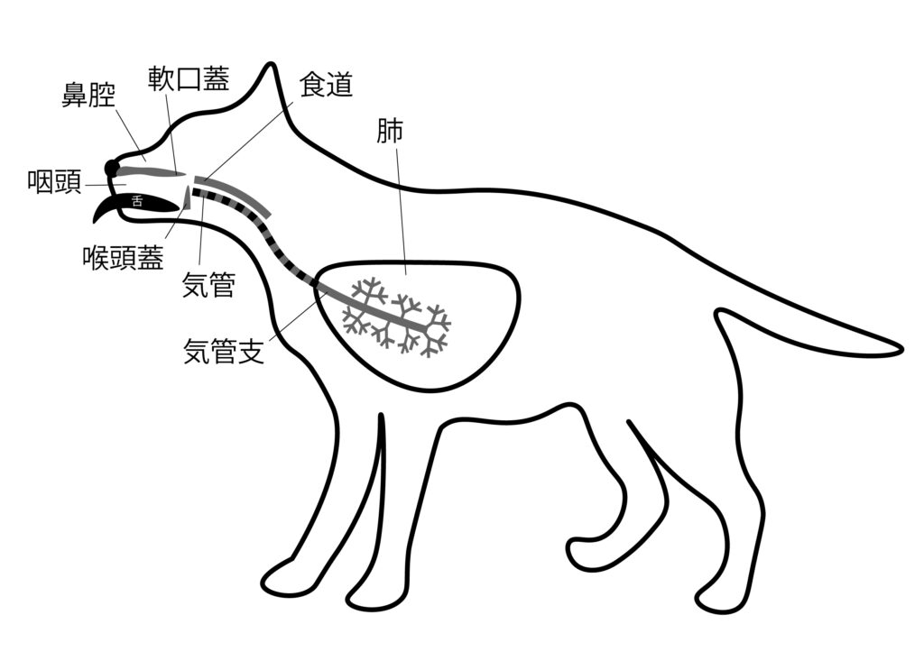 異常呼吸音｜名古屋みなみ動物病院・どうぶつ呼吸器クリニック｜名古屋