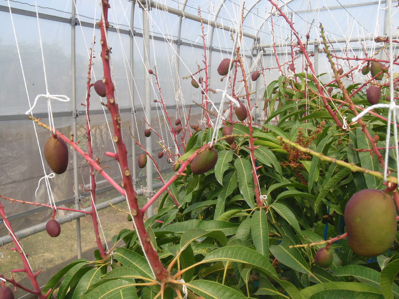 マンゴーの摘果 - 沖縄のマンゴーの通販・販売は那覇マンゴー園沖縄の