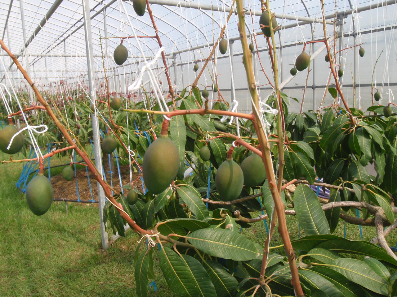 マンゴーの摘果 - 沖縄のマンゴーの通販・販売は那覇マンゴー園沖縄の