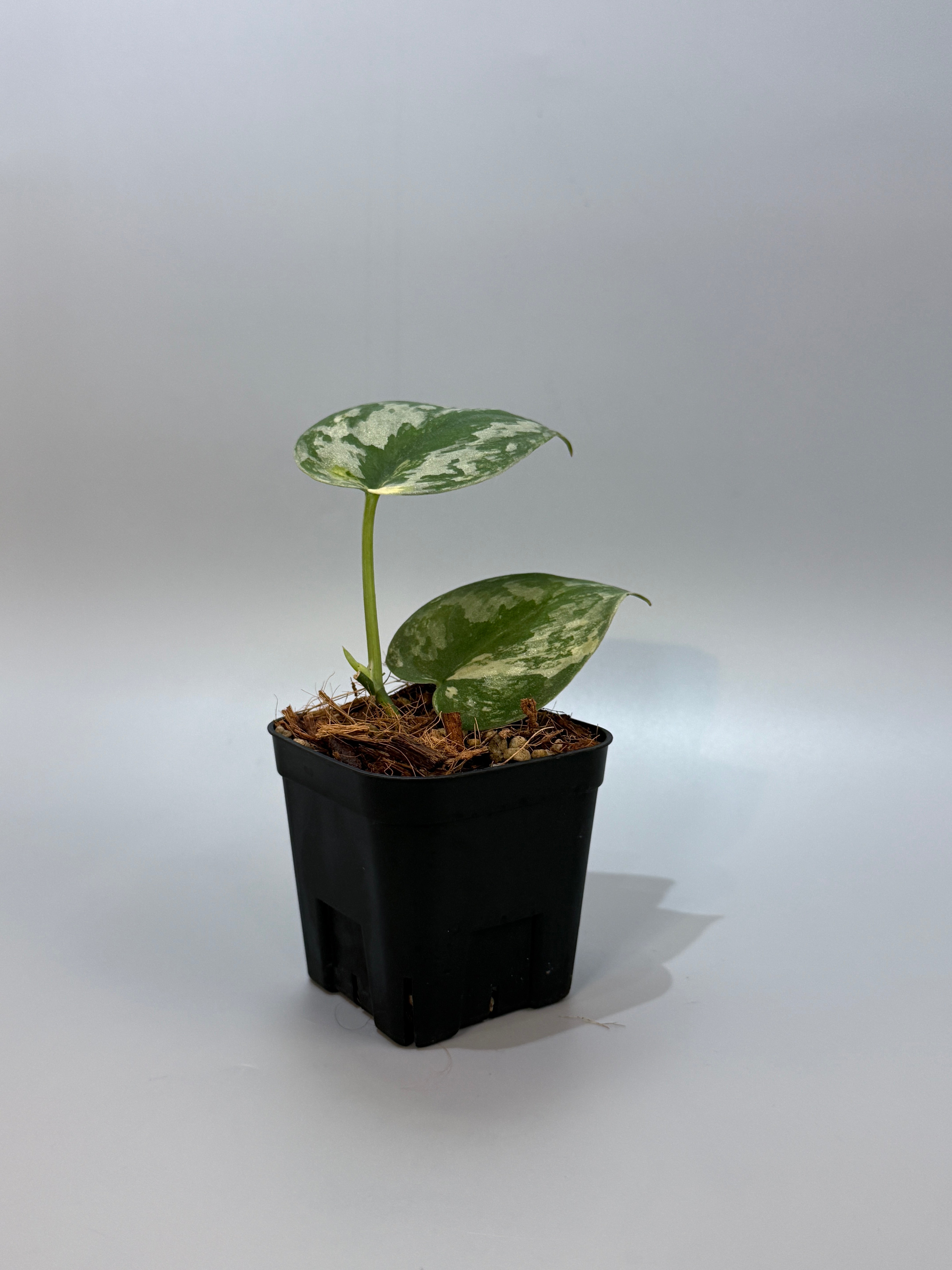 スキンダプサス バクダパティ / Scindapsus bakudapati (6) – Nakayama