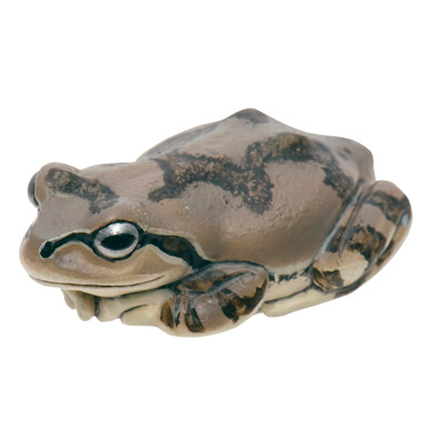 アマガエル マグネット×ストラップ – ネイチャーテクニカラー公式