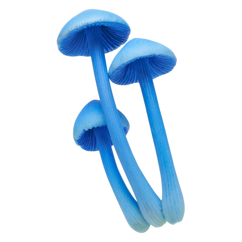 NTC MONO＋ キノコマグネット2 – ネイチャーテクニカラー公式