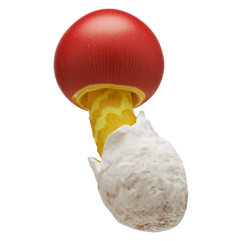 NTC MONO＋ キノコマグネット1 – ネイチャーテクニカラー公式