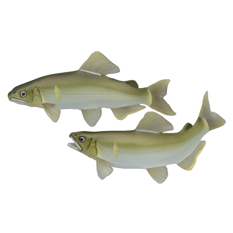 NTC 日本の清流 増補特装版 – ネイチャーテクニカラー公式