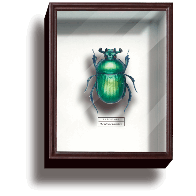 specimen-box4_06-640x640.png