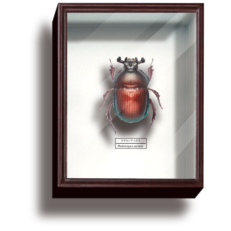 specimen-box4_04.png