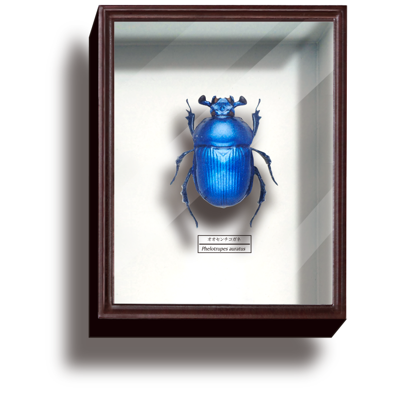 STC ドイツ箱 マグネットコレクション4 – ネイチャーテクニカラー公式