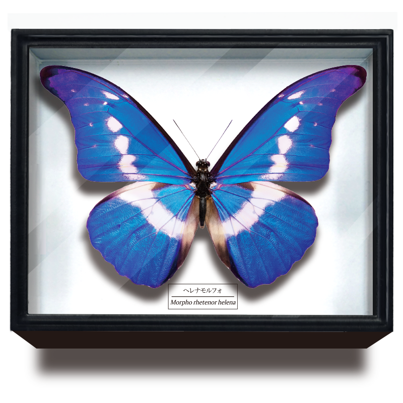 STC ドイツ箱マグネットコレクション モルフォ蝶特装版 – ネイチャー