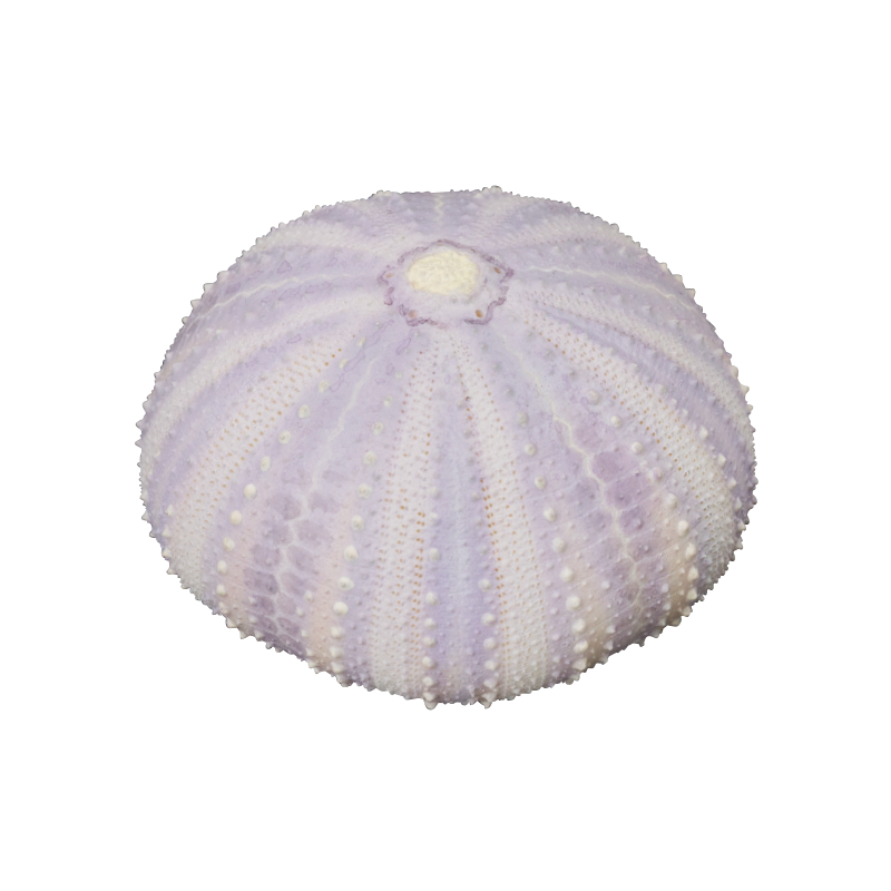 NTC MONO+ ウニ殻 マグネットコレクション – ネイチャーテクニカラー公式