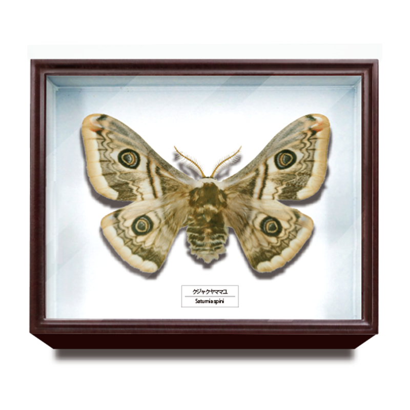 ドイツ箱マグネットコレクション2 – ネイチャーテクニカラー公式