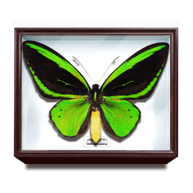 中型ドイツ箱 2個 展翅テープ・殺虫瓶・三角紙 追加あり(6/16) ドイツ