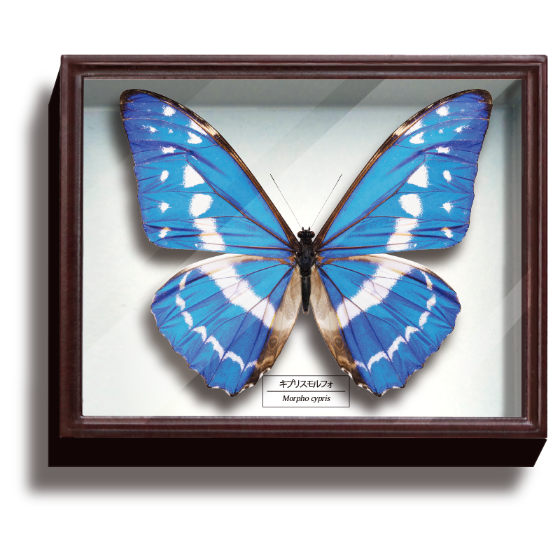 ドイツ箱マグネットコレクション3 – ネイチャーテクニカラー公式