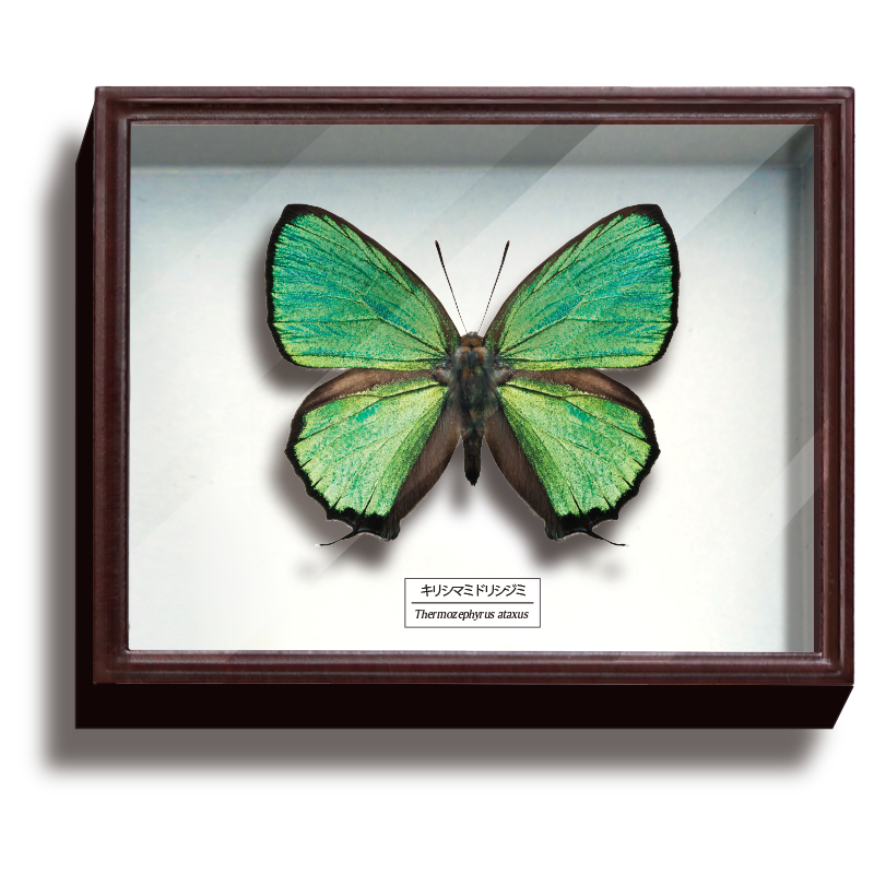 ドイツ箱マグネットコレクション3 – ネイチャーテクニカラー公式