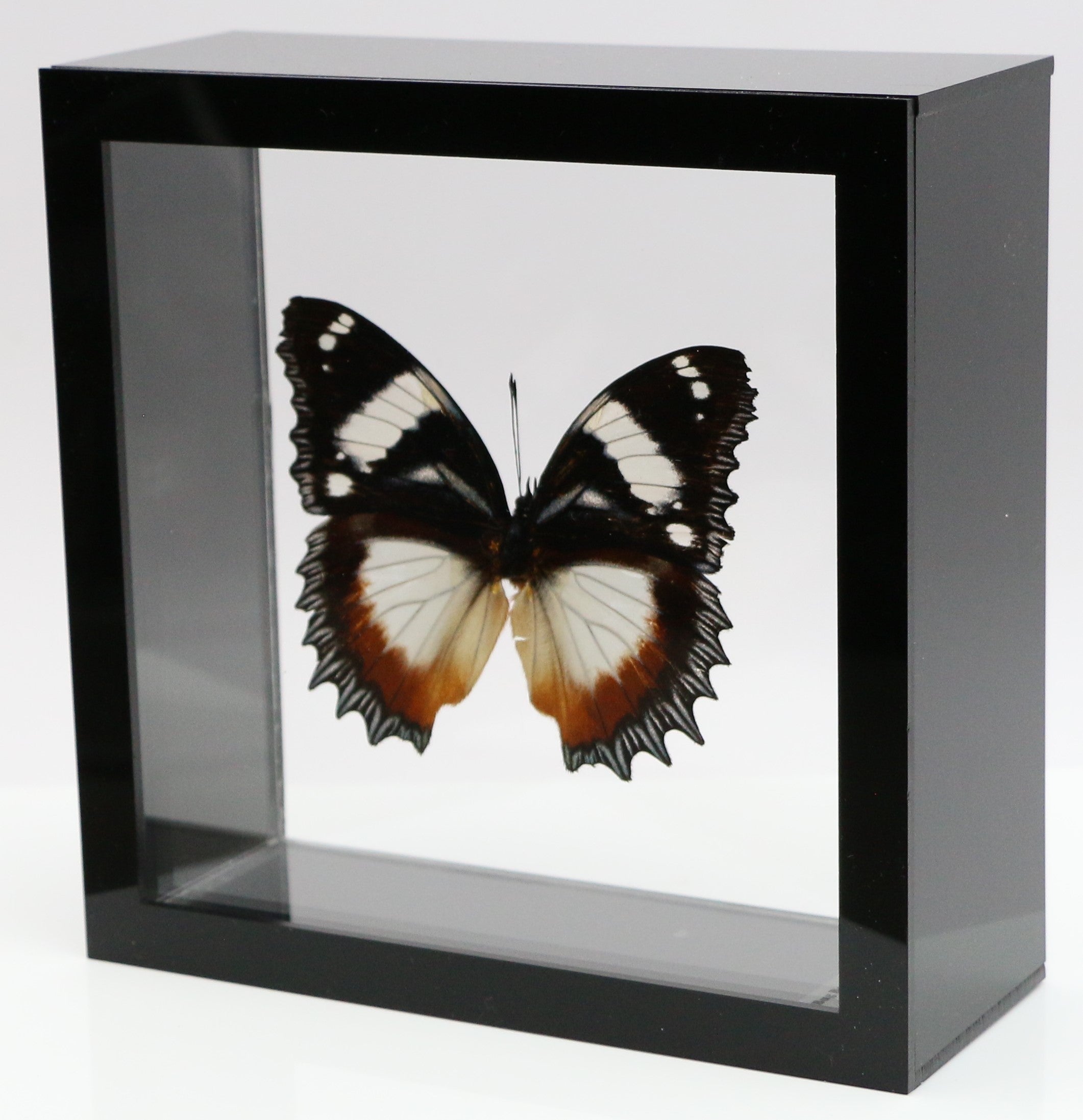 9060615 - Real Butterfly Acrylic Display Box - 6