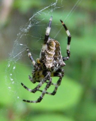 ヤマオニグモ（山鬼蜘蛛）