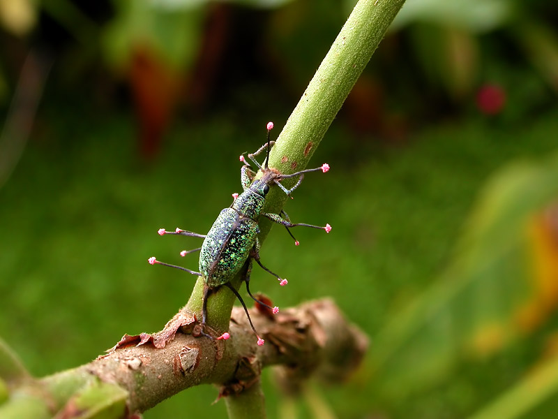 第165回 初飼育！ 冬虫夏草 | ナショナル ジオグラフィック日本版サイト