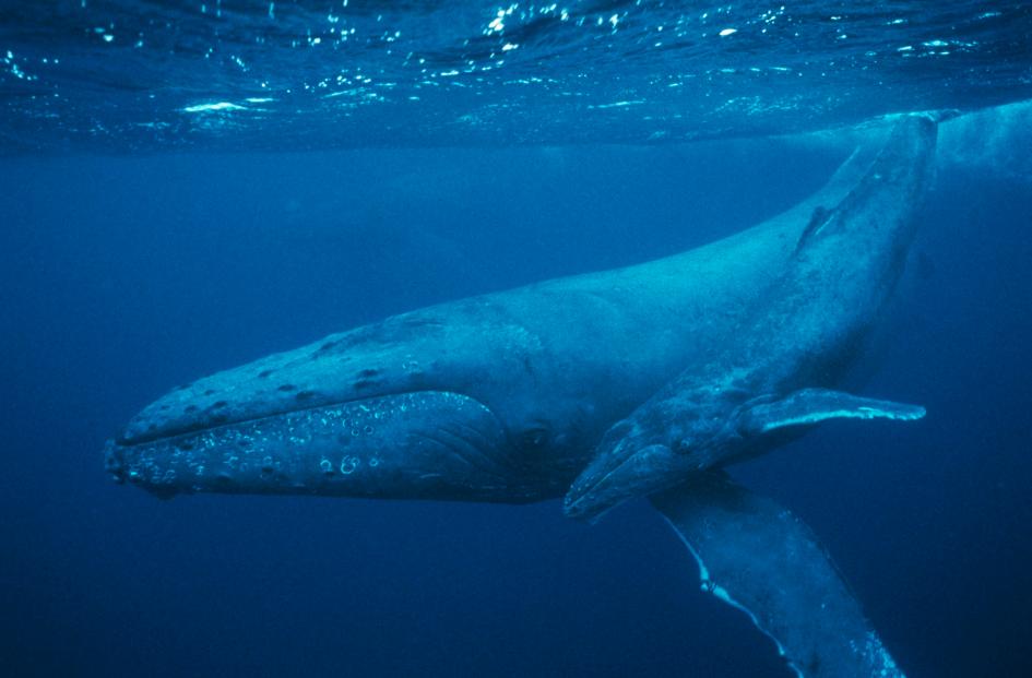 歯のない最古のクジラ化石、新種として発表 | ナショナル ジオ