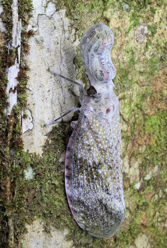 第7回 ワニ頭の昆虫の“マチャカ”伝説 | ナショナル ジオグラフィック