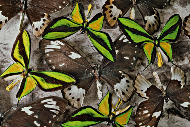 博物館に収められた地球の不思議 | ナショナル ジオグラフィック日本版