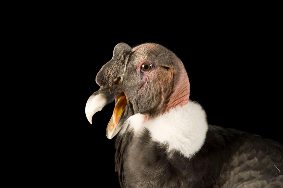 コンドル | ナショナル ジオグラフィック日本版サイト