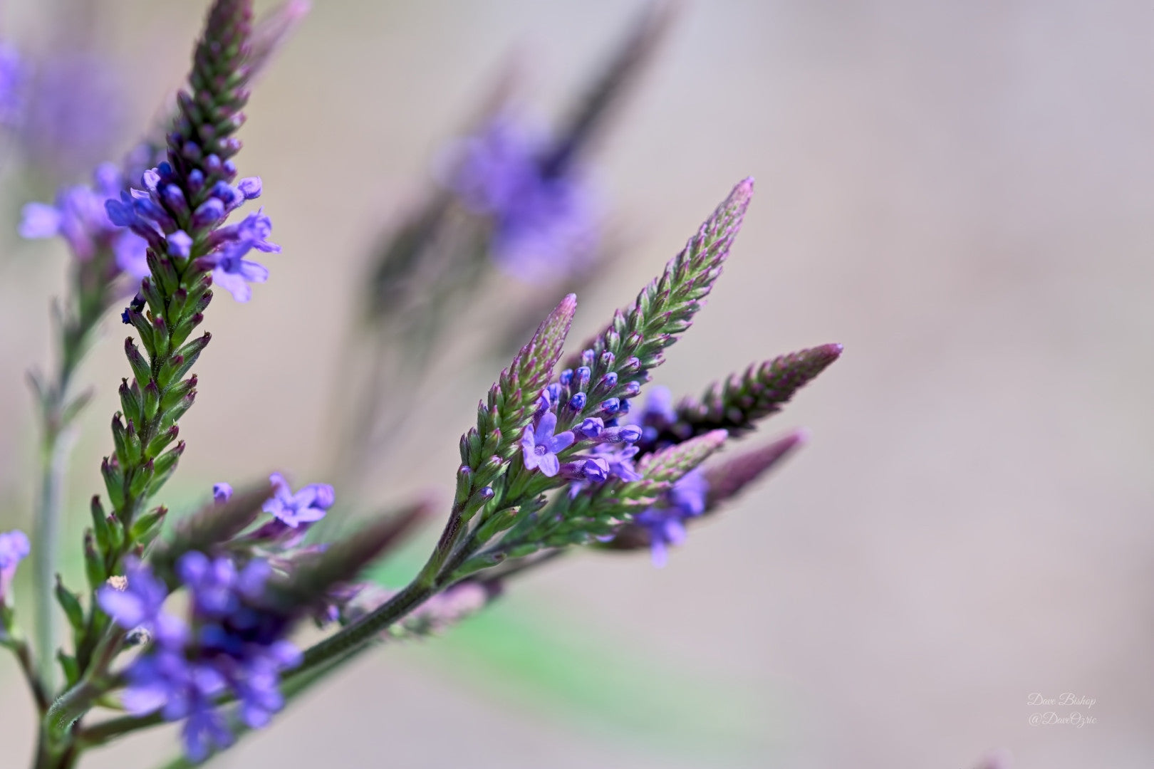 Verbena hastata Blue Vervain Native Seeds for Sale – Native BEE