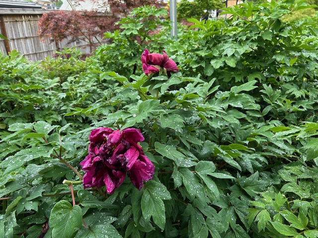 2025年の牡丹 | 秩父観光なび