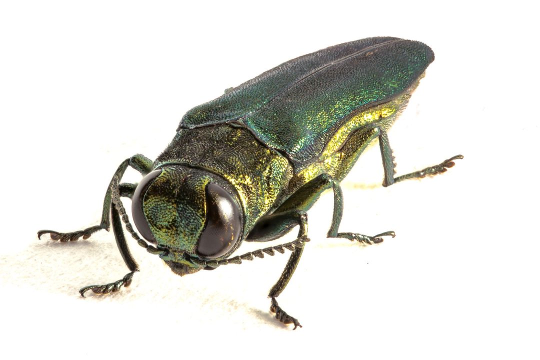 エ*ン様 メキシコ タマムシ 標本 未検品 GPSデータあり エ*ン様