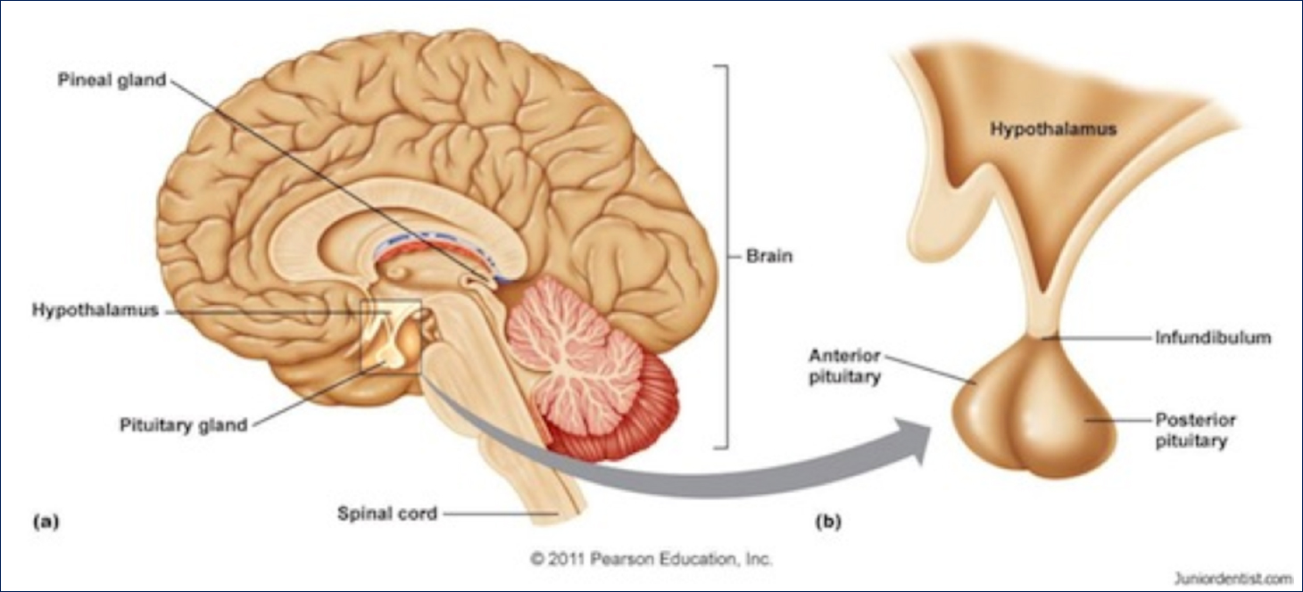 下垂体腫瘍 | 患者さまへ - 鳥取大学医学部 脳神経医科学講座 脳神経外