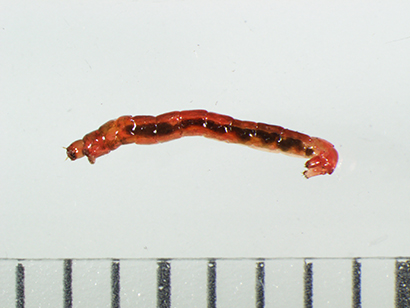 フルカラー工場虫図鑑（8）ユスリカ類 - 日本食糧新聞・電子版