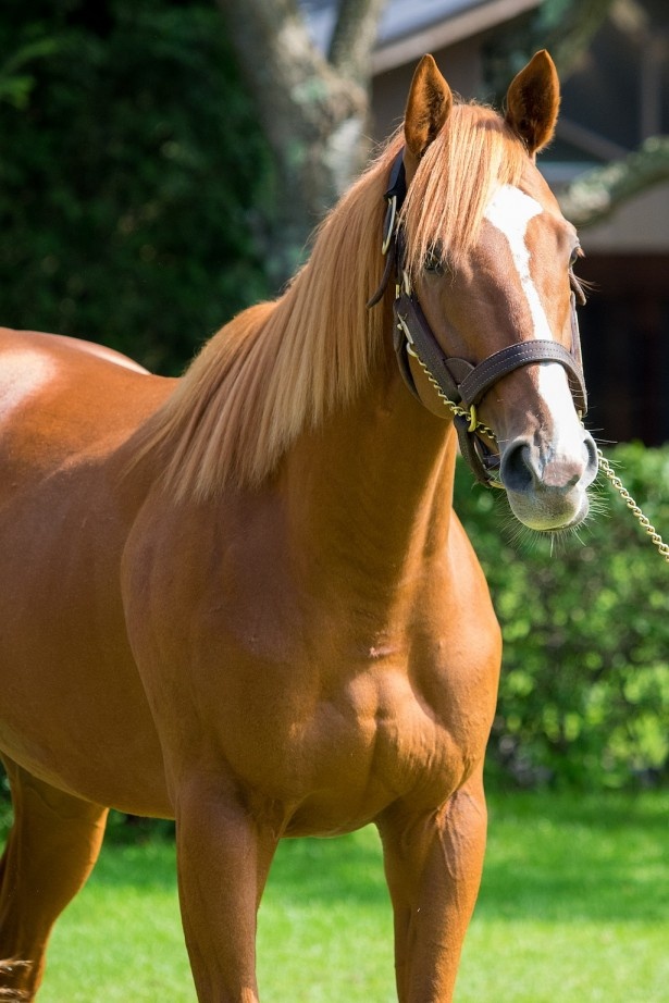 画像2 / 3＞オルフェーヴル＆ディープインパクトとの衝撃の出会い