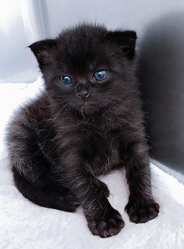 仔猫を拾ったので】(23日目～30日目)友達が出来ました｜ウォーカープラス