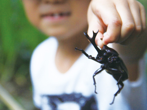 画像2 / 3＞思わず大人も夢中になる!?カブトムシ＆クワガタ採集