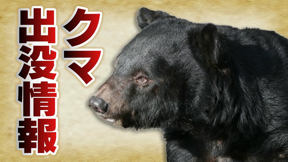 マッスルクマ※交渉前にプロフ一読 マッスルクマ※交渉前にプロフ一読