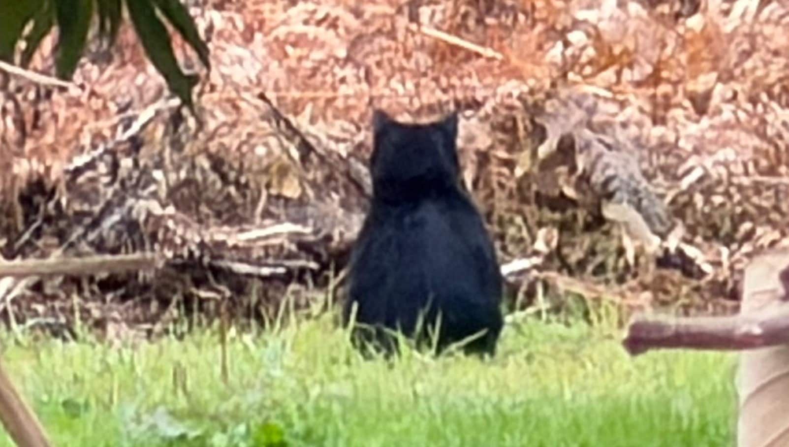 img_c56ad29ceea7b0fda8c576397c